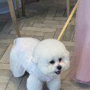 견생일기 | wedding : 나 김포비! 견생 첫 화견한 썰푼다!!!!🐾 화견 전문업체 ‘댕댕마치’ 대만족 후기!