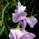 스위트피(Sweet Pea)