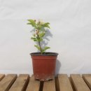 그린피아 이미지