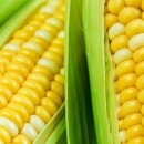 노란옥수수 이미지