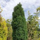 레드스타 이미지