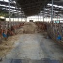 시골닭 농장 이미지