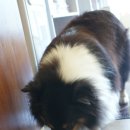 하모니 동물병원 이미지