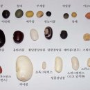 [콩의 종류와 효능] 서리태, 쥐눈이콩, 메주콩 등등 이미지