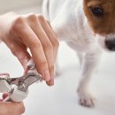 아름답개 이미지