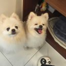 강아지 미용실 이미지