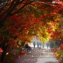 공세리마을협동조합 | 11.7.토/독립기념관 단풍터널,아산 은행나무길,공세리성당,지중해마을,현충사 단풍 여행 신청