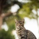 24시 바덴동물메디컬 이미지