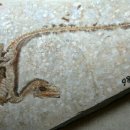 데이노니쿠스 이미지