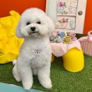 하나애견 | 부산 정관애견미용 귀엽다멍 우리 강아지 인형으로 변신 성공