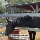 정철희 국제승마센터 이미지
