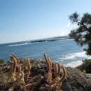 [10월29일=＞30일 일요기행으로 늦춤(일기예보참조) 8시30분] 동해안 둥근바위솔, 해국, (쓴풀), 갯식물등 이미지