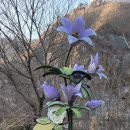 동강할미꽃펜션 이미지