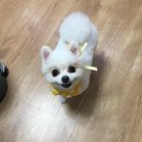 헬로멍멍 이미지