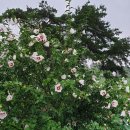 유등연지입구 이미지