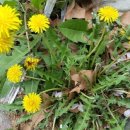 작은농원 이미지