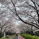 낙동강변8 | 삼락공원 낙동제방벚꽃길 벚꽃 명소 산책 후기