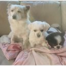 더펫센터 이미지