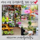 행복가득주유소 | 반려식물 입양! 35년 전통의 백년가게 나이테플라워꽃집에서 데려온 예쁜 공기정화식물 녹보수 후기 대만족