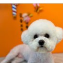 커몽커몽펫 이미지