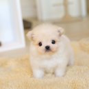 스마트샵퍼 이미지