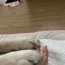 [🐶대형견 제주여행] 서쪽 첫쨋날•둘쨋날 🌊월령포구? 판포포구?