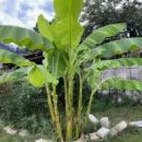 산야초-파초(芭蕉) 이미지