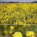 270-3509 | 제주도 여행 제주 성산 가볼만한곳 싹 정리