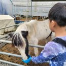 행복한마실농장 | 용인 아이들과 가볼만한곳 헤븐온어스 동물체험농장에서 할로윈 체험까지