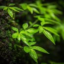 이시형한의원 이미지