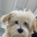 안양유지사료 | 안양강아지분양 포메라니안