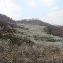 매화골향기 이미지