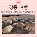 연애 (159) :: 2년만의 강릉여행 with 🐶│대관령 하늘목장│정동진 레일바이크│동해의 아름다운 겨울바다🌊