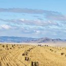 건초사료 이미지