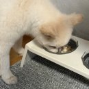 에이스유통 | 강아지장건강에 좋은 유산균, 에이스프로바이오틱스