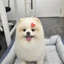 인디퍼피 | 포메 물개컷 맛집 ‘희희퍼피’