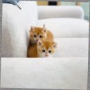 캣스토리 고양이분양 일산본점 이미지