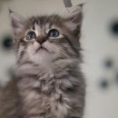 캣그램 광주 고양이분양 이미지