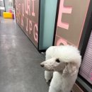 링크애견샵 이미지