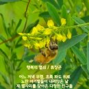 노란열쇠