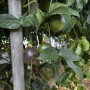 은혜과일 이미지