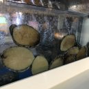 힘쎈아나고 | 일산백석동장어 전골맛집 순천만바다장어 자연산 하모 샤브샤브 후기