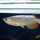 피시매니아 이미지