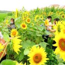 순안농장 이미지