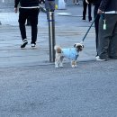 따숩 미사점 | [뉴욕] Day10_아침 일찍 덤보에서 사진찍고, 와인마시고, 야경으로 마무리한 날
