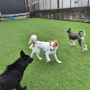 윤선생애견훈련소 | [천안 대전 세종 청주 충남 충북 애견훈련소]사회성 없는 강아지 위탁교육