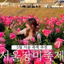 중랑서울장미축제 리뷰 주차 먹거리 포토존 꿀팁 공유
