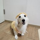 다소니펫살롱 | 대구 달서구애견미용 /대곡애견미용맛집/대구가위컷잘하는 미용실 "다소니펫살롱"