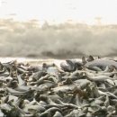 ﻿일본 북해도에서 엄청난 양의 정어리떼 폐사...방사능 오염수 때문은 아닐까? 이미지