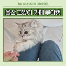 힐링캣 | 울산 삼산 고양이카페 루이캣 무더위 아이와 실내 가볼만한곳